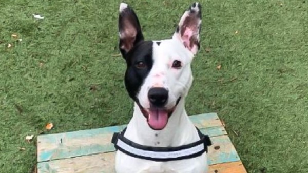 Best dogs of 2024: Good (and bad) boys and girls that made headlines this year Best dogs of 2024: Good (and bad) boys and girls that made headlines this year