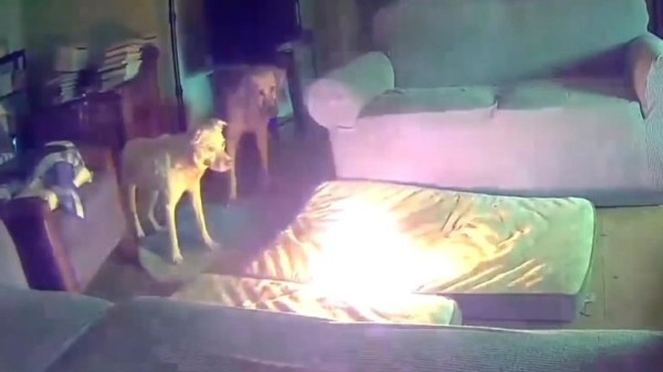 Best dogs of 2024: Good (and bad) boys and girls that made headlines this year Best dogs of 2024: Good (and bad) boys and girls that made headlines this year