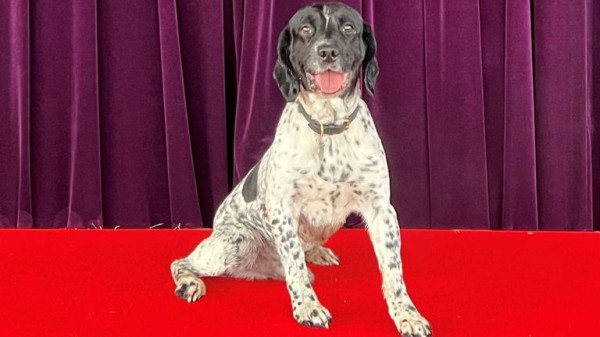 Best dogs of 2024: Good (and bad) boys and girls that made headlines this year Best dogs of 2024: Good (and bad) boys and girls that made headlines this year