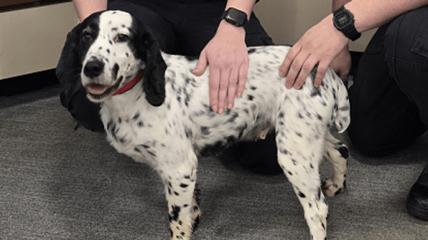 Best dogs of 2024: Good (and bad) boys and girls that made headlines this year Best dogs of 2024: Good (and bad) boys and girls that made headlines this year