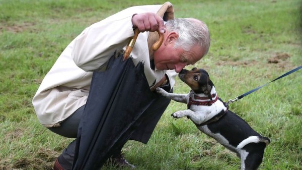Best dogs of 2024: Good (and bad) boys and girls that made headlines this year Best dogs of 2024: Good (and bad) boys and girls that made headlines this year