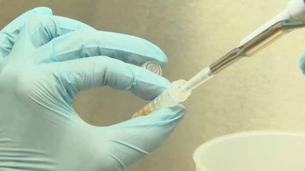 Bird flu could be spreading to horses undetected, study finds Bird flu could be spreading to horses undetected, study finds