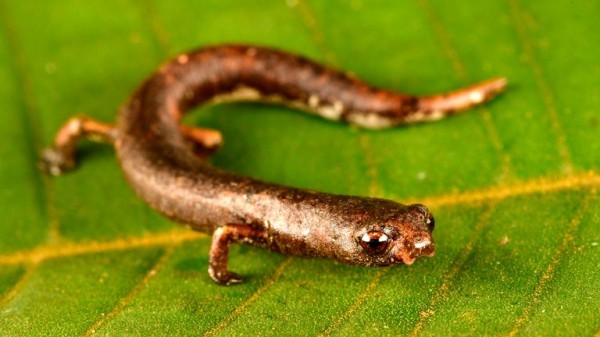 'Blob-headed' fish and semi-aquatic mouse among 27 newly discovered species in Peru
