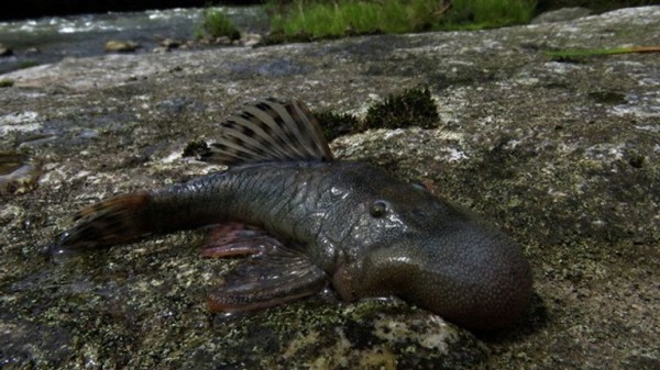 'Blob-headed' fish and semi-aquatic mouse among 27 newly discovered species in Peru