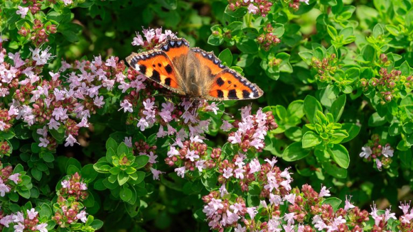 Environment's winners and losers in 2024 - as 2025 set to be hottest year on record Environment's winners and losers in 2024 - as 2025 set to be hottest year on record