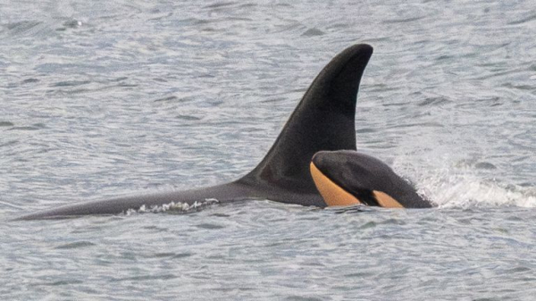 Killer whale Tahlequah who carried dead calf in 'show of grief' gives birth again - but experts are concerned