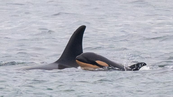 Killer whale Tahlequah who carried dead calf in 'show of grief' gives birth again - but experts are concerned