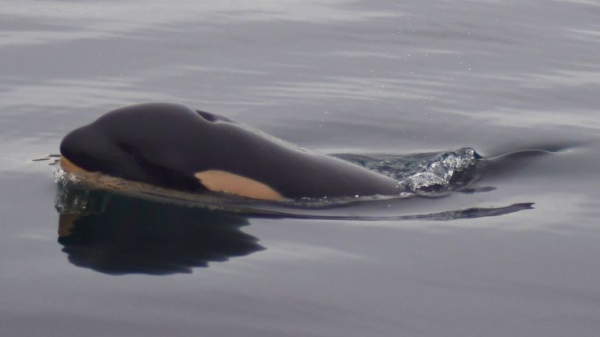 Killer whale Tahlequah who carried dead calf in 'show of grief' gives birth again - but experts are concerned