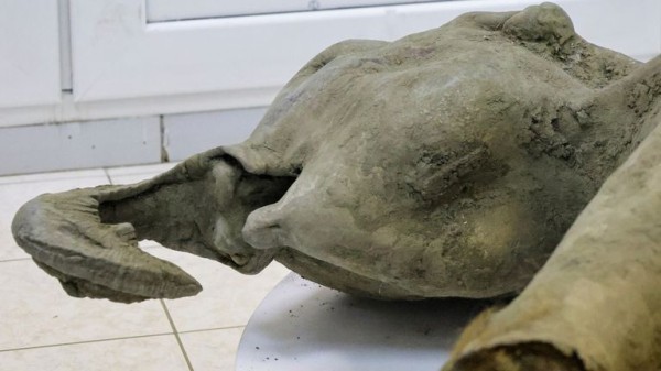 Remains of 'remarkably well preserved' baby mammoth unveiled by scientists