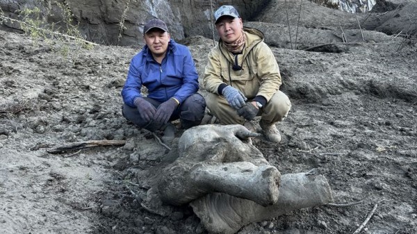 Remains of 'remarkably well preserved' baby mammoth unveiled by scientists