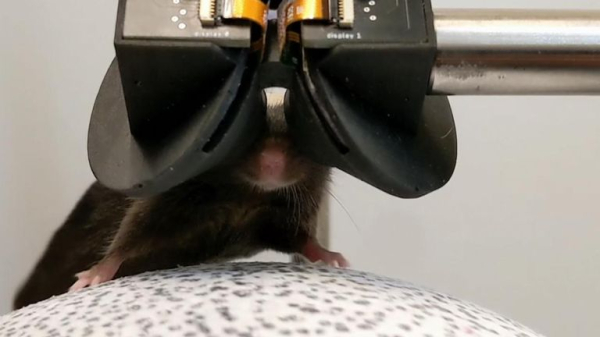 Scientists build tiny virtual reality goggles for mice 