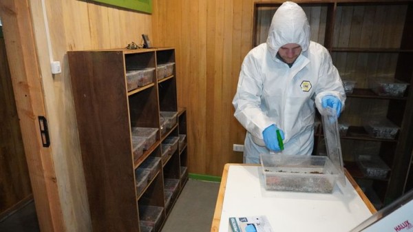 Tiny frogs named after Charles Darwin flown from Chile to London to save them from deadly fungus