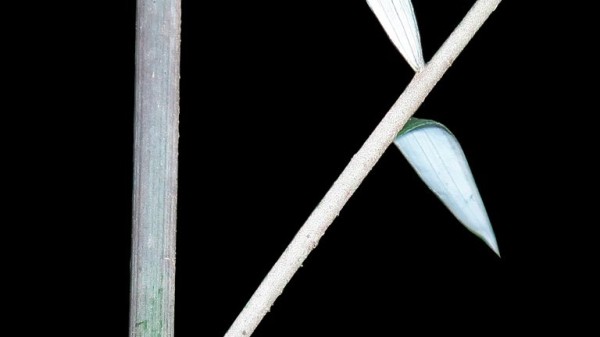 Toothy toadstools and ghost palms among new species named by Royal Botanic Gardens in 2024 Toothy toadstools and ghost palms among new species named by Royal Botanic Gardens in 2024