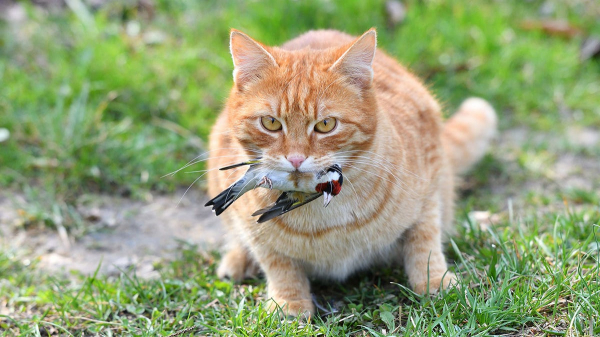 Bird flu proves fatal to cats: Here's how to protect your pets