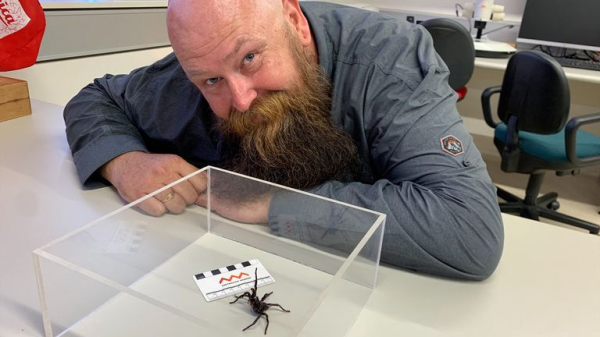Bigger and more venomous species of funnel-web spider discovered in Australia Bigger and more venomous species of funnel-web spider discovered in Australia