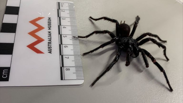 Bigger and more venomous species of funnel-web spider discovered in Australia Bigger and more venomous species of funnel-web spider discovered in Australia