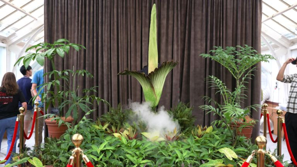 Corpse flower: Plant with 'deadly' stench pulls huge crowds for rare bloom in Sydney Corpse flower: Plant with 'deadly' stench pulls huge crowds for rare bloom in Sydney