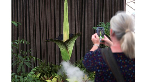 Corpse flower: Plant with 'deadly' stench pulls huge crowds for rare bloom in Sydney Corpse flower: Plant with 'deadly' stench pulls huge crowds for rare bloom in Sydney