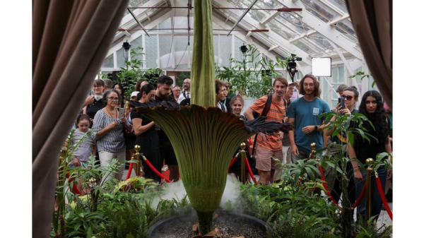 Corpse flower: Plant with 'deadly' stench pulls huge crowds for rare bloom in Sydney Corpse flower: Plant with 'deadly' stench pulls huge crowds for rare bloom in Sydney