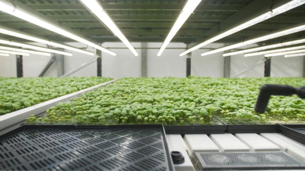 Could this be the future of farming? Inside Europe's biggest vertical farm Could this be the future of farming? Inside Europe's biggest vertical farm