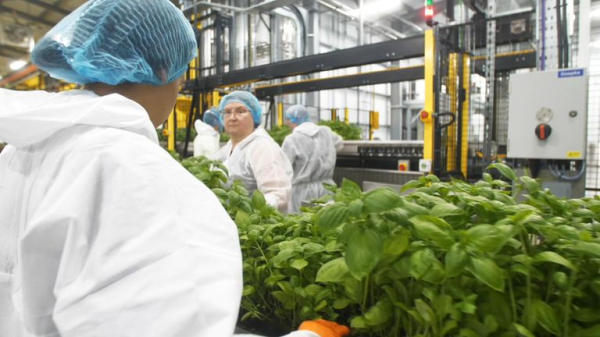 Could this be the future of farming? Inside Europe's biggest vertical farm Could this be the future of farming? Inside Europe's biggest vertical farm