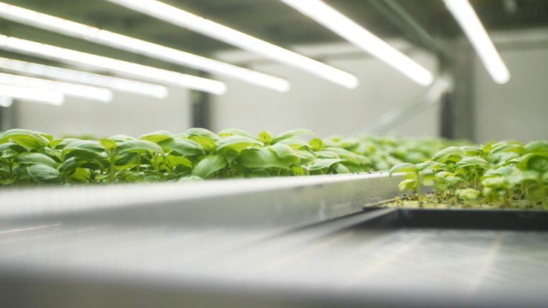 Could this be the future of farming? Inside Europe's biggest vertical farm Could this be the future of farming? Inside Europe's biggest vertical farm
