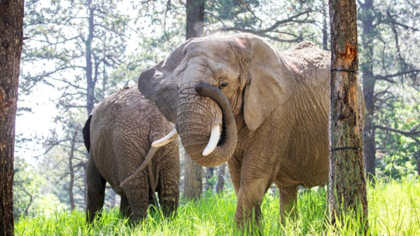 Elephants can't pursue release because they are not people, court rules Elephants can't pursue release because they are not people, court rules