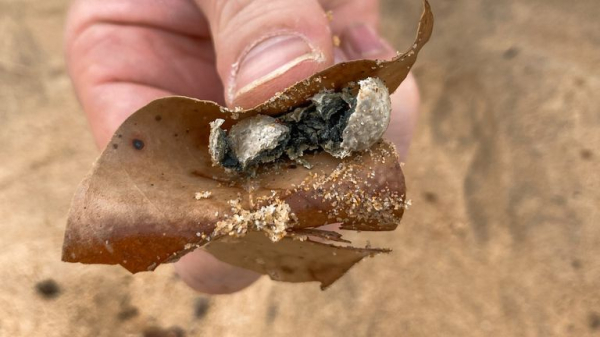 'Mysterious balls' that washed up on Australian beaches contained faecal bacteria