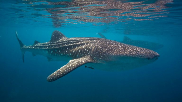 Paper clip-sized chameleon and whale shark among 10 threatened species being monitored in 2025 Paper clip-sized chameleon and whale shark among 10 threatened species being monitored in 2025