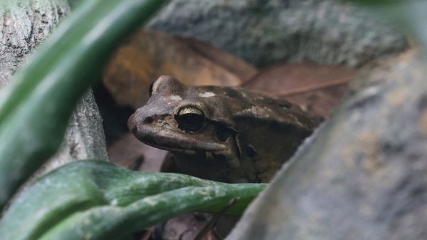 Paper clip-sized chameleon and whale shark among 10 threatened species being monitored in 2025 Paper clip-sized chameleon and whale shark among 10 threatened species being monitored in 2025