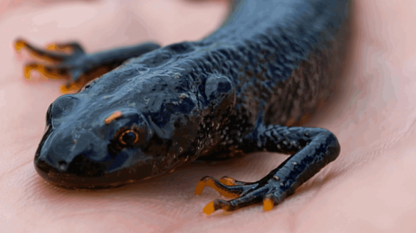 Sir Keir Starmer vows to 'take on NIMBYs' and halt delays for major building projects