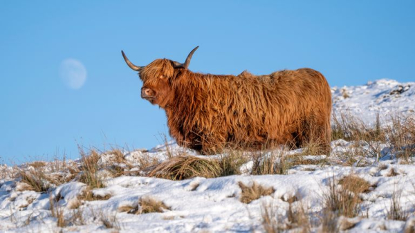 UK weather: Scottish hamlet reaches -18C in coldest January night in 15 years UK weather: Scottish hamlet reaches -18C in coldest January night in 15 years