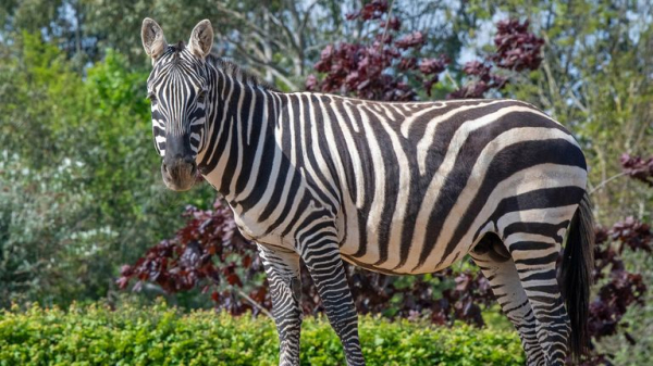 Zebra died in Colchester Zoo after rhino 'unintentionally punctured his stomach' Zebra died in Colchester Zoo after rhino 'unintentionally punctured his stomach'