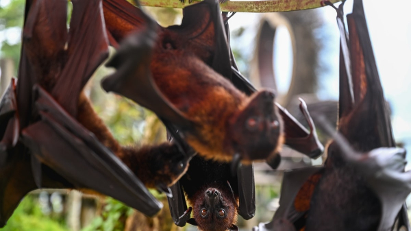 New bat coronavirus discovered in China sparks pandemic concerns New bat coronavirus discovered in China sparks pandemic concerns
