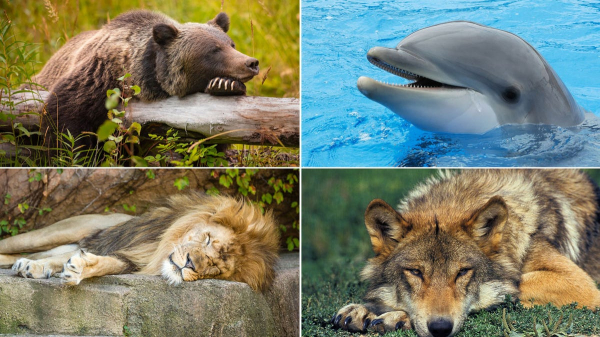 Knowing your sleep chronotype can lead to better rest and health Knowing your sleep chronotype can lead to better rest and health