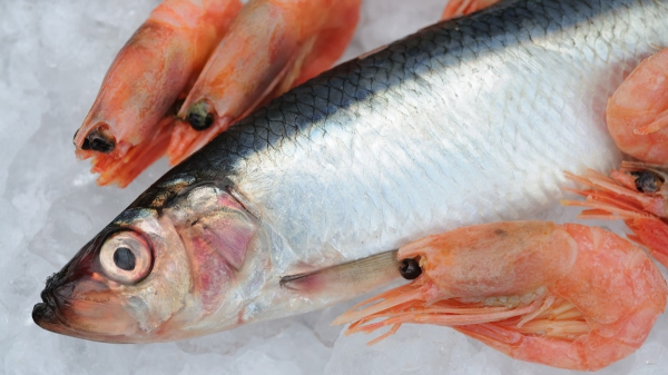 Seafood samples contain high levels of microplastics in US state, say researchers Seafood samples contain high levels of microplastics in US state, say researchers