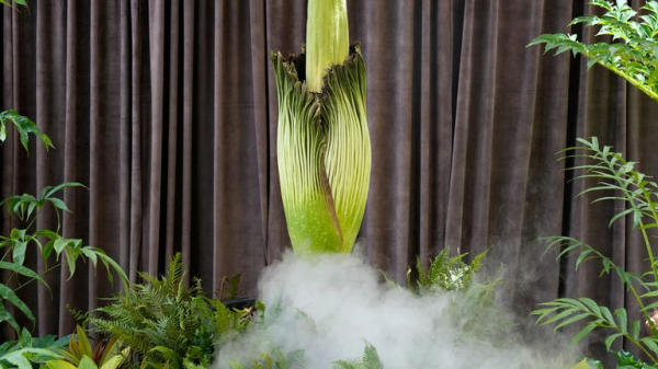 Corpse flower: Plant with 'rotting flesh smell' blooms in Australia Corpse flower: Plant with 'rotting flesh smell' blooms in Australia