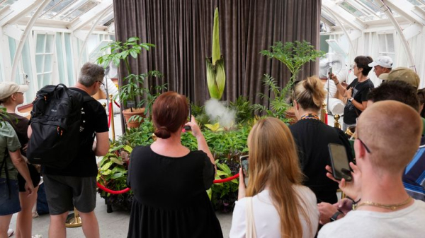 Corpse flower: Plant with 'rotting flesh smell' blooms in Australia Corpse flower: Plant with 'rotting flesh smell' blooms in Australia