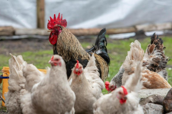 Expert concerned U.S. not prepared for bird flu spread in humans Expert concerned U.S. not prepared for bird flu spread in humans
