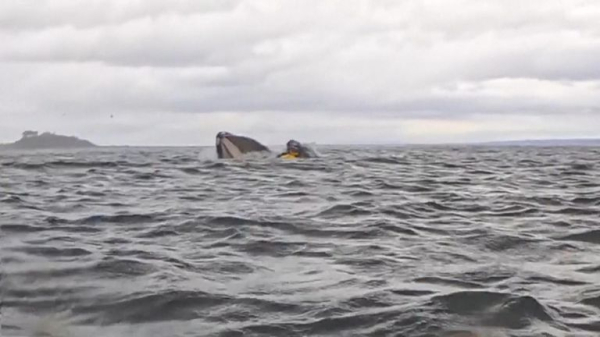 Kayaker survives being swallowed by humpback whale in Chile Kayaker survives being swallowed by humpback whale in Chile
