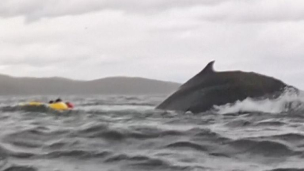 Kayaker survives being swallowed by humpback whale in Chile Kayaker survives being swallowed by humpback whale in Chile