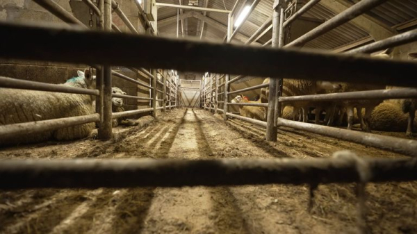 More British people than ever trapped in modern slavery - as Sky News joins police on abattoir raid