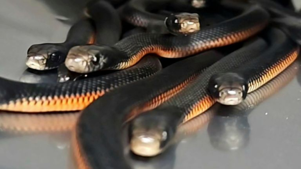 More than 100 venomous snakes removed from Sydney back garden