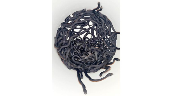 More than 100 venomous snakes removed from Sydney back garden