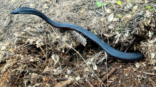 More than 100 venomous snakes removed from Sydney back garden