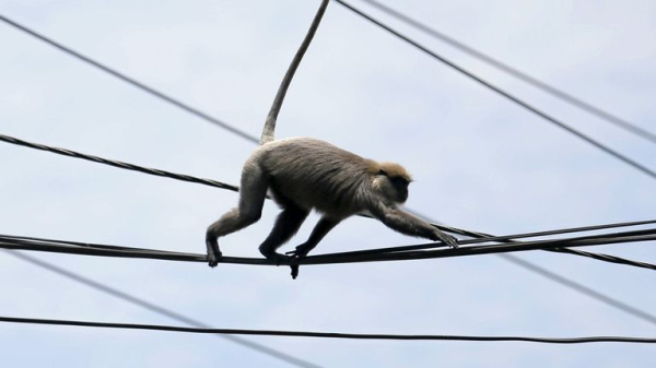 Nationwide power outage in Sri Lanka blamed on a monkey Nationwide power outage in Sri Lanka blamed on a monkey
