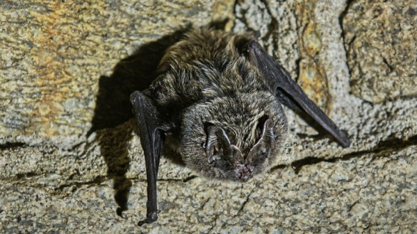 Scientists find new virus that could infect humans in same way as COVID-19 Scientists find new virus that could infect humans in same way as COVID-19