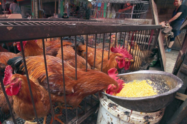 Wyoming woman hospitalized with bird flu in third confirmed human case Wyoming woman hospitalized with bird flu in third confirmed human case