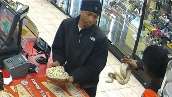 CCTV shows shoplifters using pythons to distract cashier before stealing from petrol station CCTV shows shoplifters using pythons to distract cashier before stealing from petrol station
