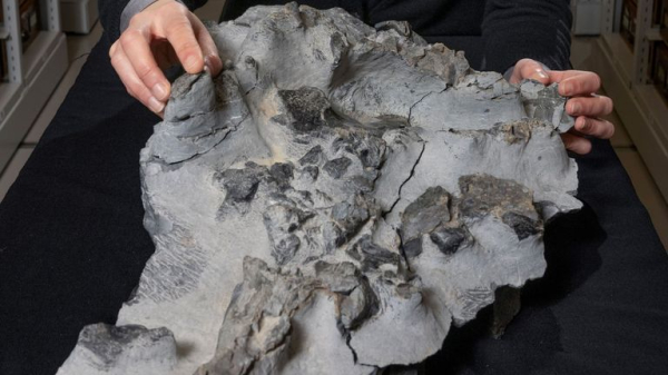Elgol dinosaur fossil found in 1973 finally extracted from base of cliff on Isle of Skye Elgol dinosaur fossil found in 1973 finally extracted from base of cliff on Isle of Skye